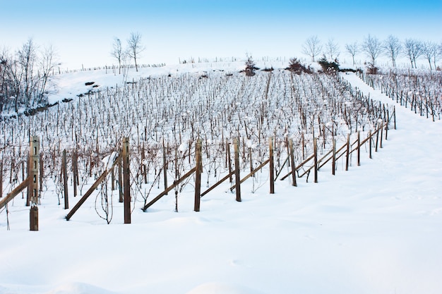 Imagen inusual de un viñedo en Toscana (Italia) durante el invierno