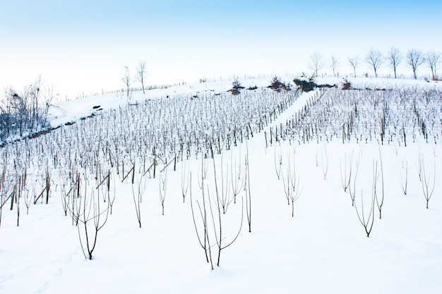 Imagen inusual de un viñedo en Toscana (Italia) durante el invierno