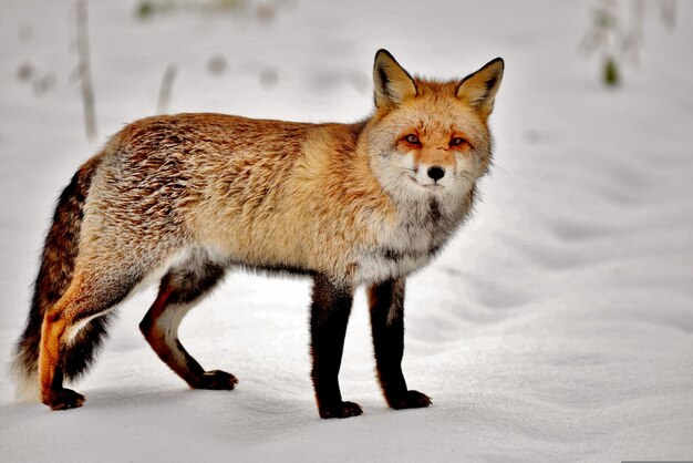 Foto imagen de invierno de los mamíferos depredadores fox snow imagen de la vida silvestre fox