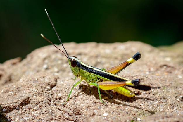 Imagen de langosta de punta blanca de caña de azúcar (Ceracris fasciata) sobre una roca. Insecto. Animal. Caelifera., Acrididae