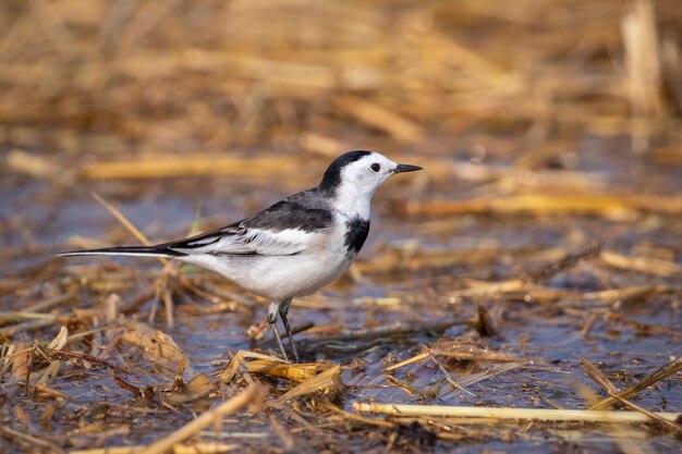 Imagen de la lavandera blanca (Motacilla alba). Aves. Animal.