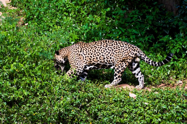 Imagen de un leopardo hurgando entre los arbustos.
