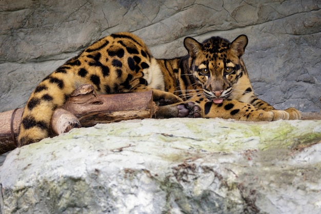 Imagen de un leopardo nublado relajarse en las rocas.