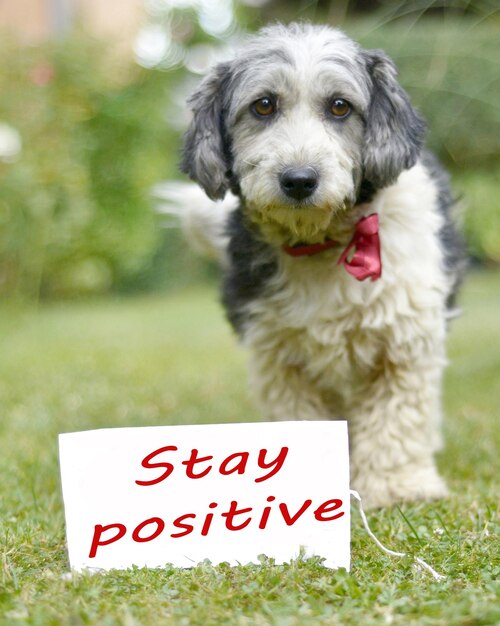 Imagen de un lindo perro callejero adoptado en blanco y negro con texto "Stay positive"