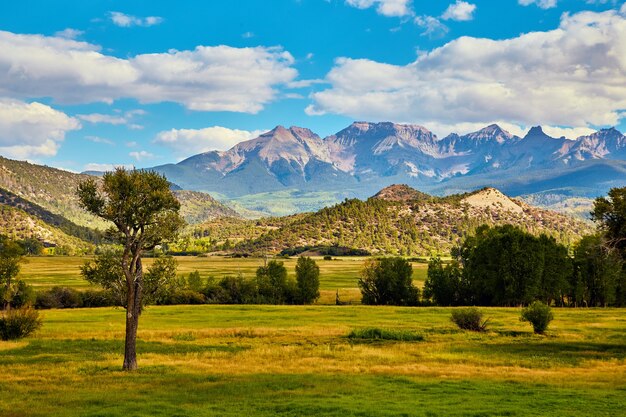 Foto imagen de lone tree en campo con majestuosa cordillera en el fondo