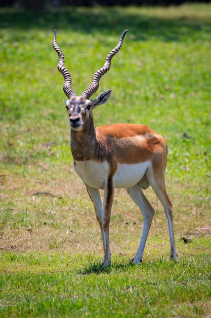 Imagen del macho impala (Aepyceros melampus) en la naturaleza. Animales salvajes.