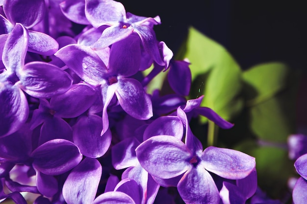 Imagen macra de las flores de la violeta de la lila de la primavera.