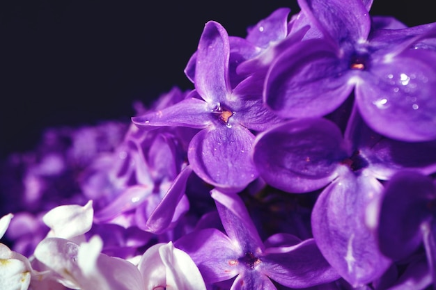 Imagen macra de las flores de la violeta de la lila de la primavera.