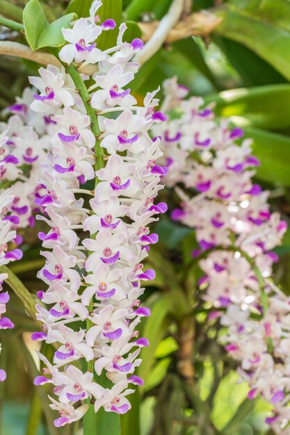 Imagen macra de orquídea blanca y púrpura