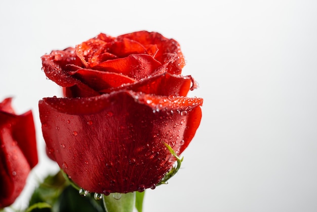 La imagen macra de una rosa con gotas del agua se cierra para arriba con el copyspace.