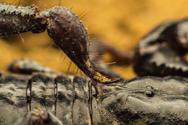 Imagen macro del aguijón de un escorpión