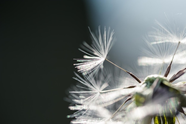 Imagen macro de diente de león, pequeña profundidad de campo. Hermosa naturaleza otoñal