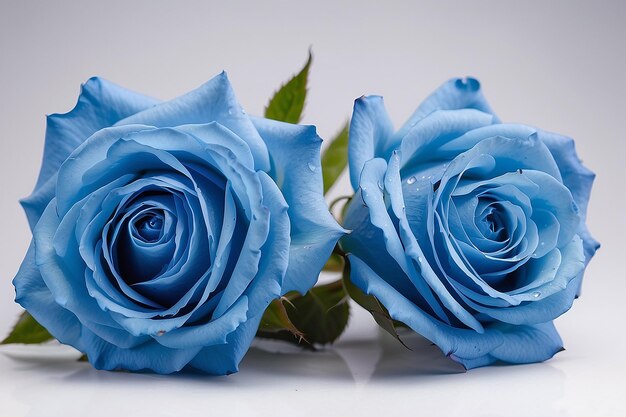 Imagen macro de estudio de dos rosas azules