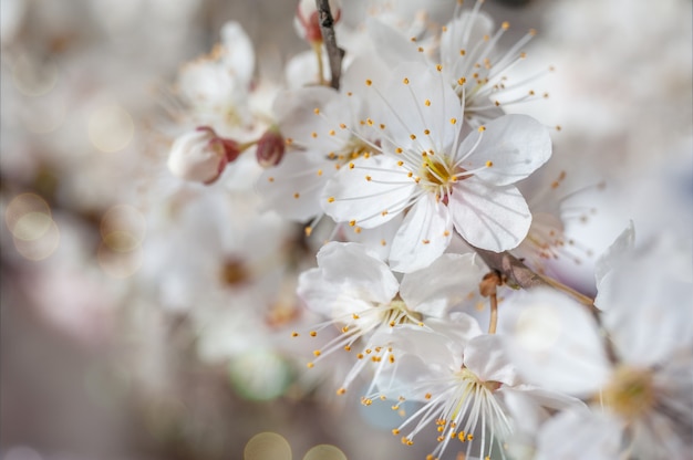 Imagen macro de flores de cerezo de primavera, abstracto floral suave