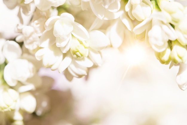 Imagen macro de flores lilas suaves de primavera, fondo floral estacional natural.