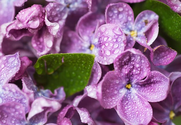 Imagen macro de flores lilas violetas suaves de primavera con gotas de agua fondo floral estacional natural Se puede utilizar como tarjeta de vacaciones con espacio de copia