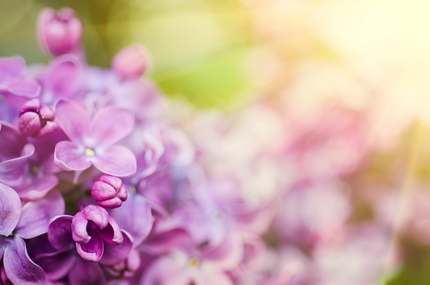 Imagen macro de flores violetas lilas de primavera, fondo floral soleado