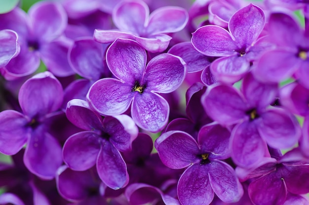 Foto imagen macro de flores violetas lilas de primavera, fondo floral suave abstracto