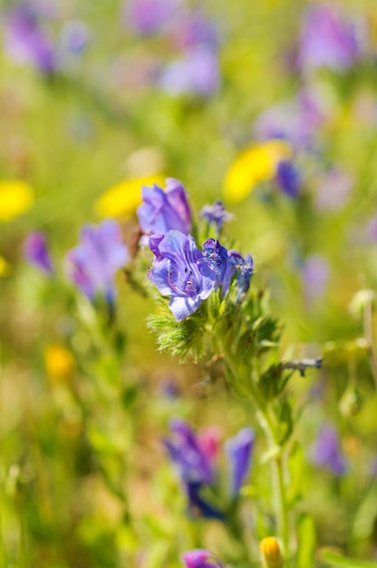 Imagen macro de fondo floral de flor de pradera azul