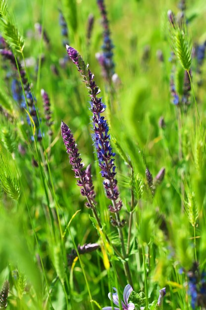 Imagen macro de fondo floral de flor de pradera violeta