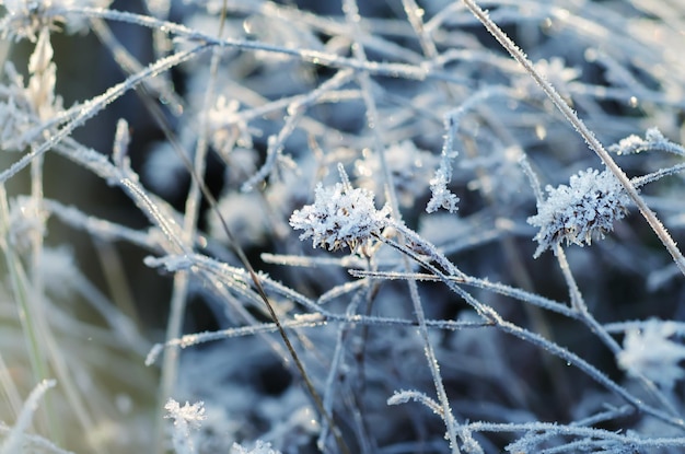 Imagen macro de fondo de invierno vintage floral de flor de pradera congelada