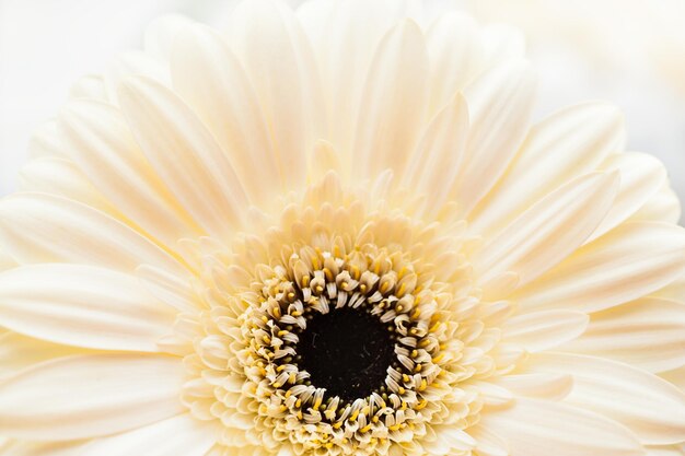 Imagen macro de gerbera blanca. Fondo de flor borrosa