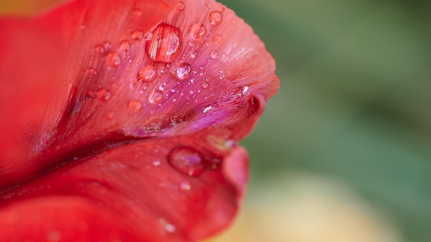 Imagen macro con gotas de agua en el pétalo de la flor roja y fondo verde desenfocado