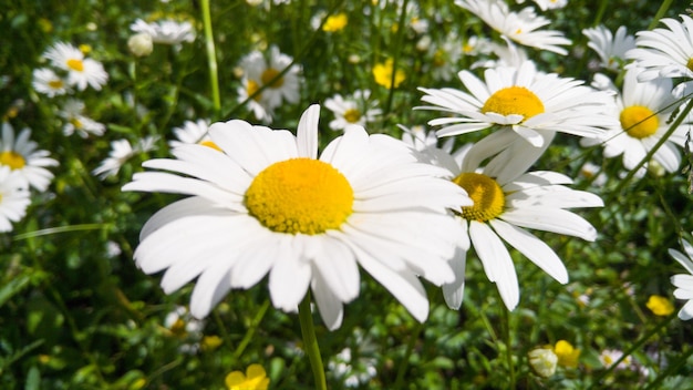 Imagen macro de gran prado en el parque cubierto de flores de manzanilla en crecimiento. Fondo con flores blancas