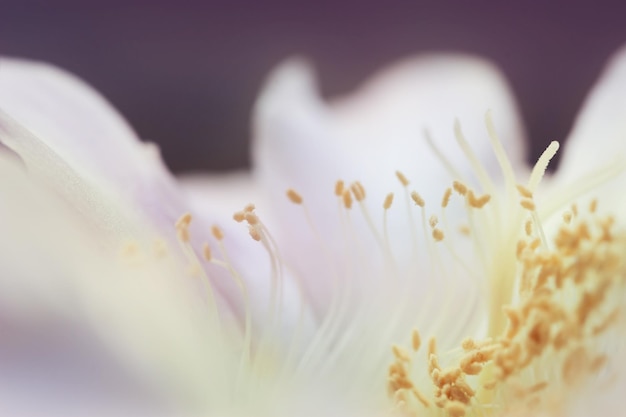 Imagen macro de la hermosa flor de cactus. Pequeña profundidad de campo.