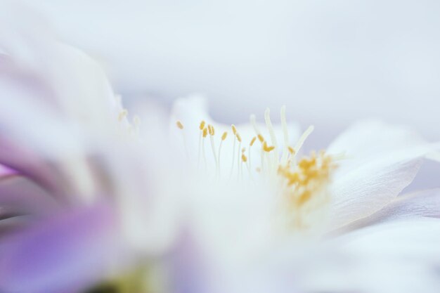 Imagen macro de la hermosa flor de cactus. Pequeña profundidad de campo.