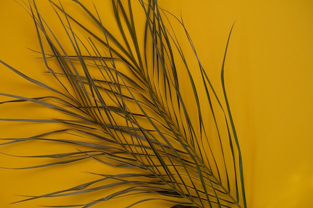 Imagen macro de una hoja de palma sobre un fondo amarillo