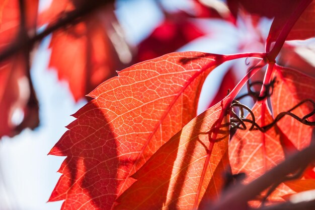 Imagen macro de hojas de otoño rojas, pequeña profundidad de campo. Hermosa naturaleza otoñal