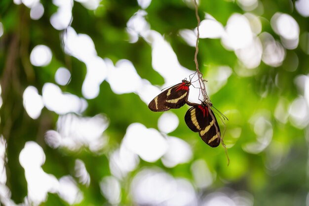 Imagen macro de una mariposa