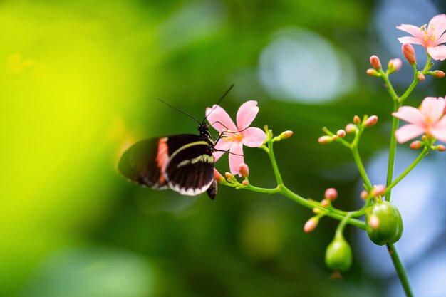 Imagen macro de una mariposa