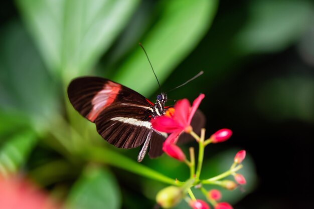 Imagen macro de una mariposa