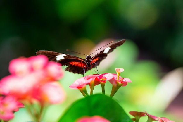 Imagen macro de una mariposa