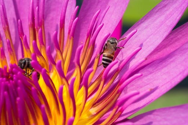 Imagen macro de polen de loto