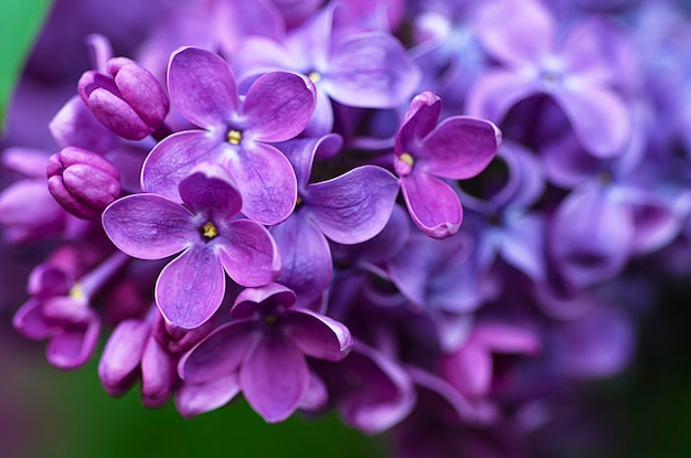 Imagen macro de primavera lila violeta flores fondo floral suave abstracto