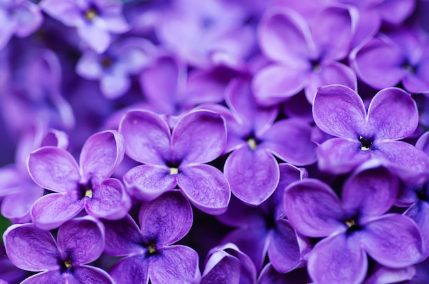 Imagen macro de primavera lila violeta flores fondo floral suave abstracto