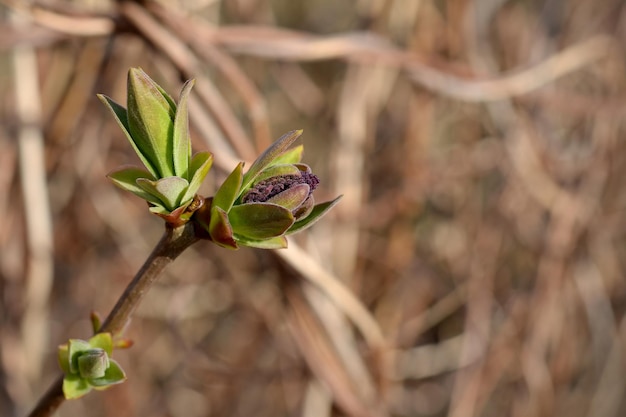 Imagen macro primeras hojas verdes jóvenes en una rama de árbol en primavera