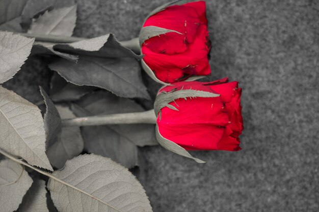 Imagen macro de una rosa roja