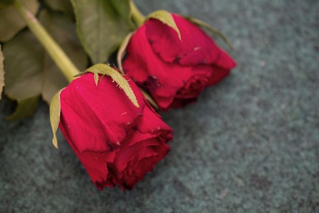 Imagen macro de una rosa roja