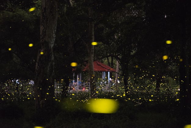 Imagen mágica de Firefly volando en el bosque de la noche en Tailandia