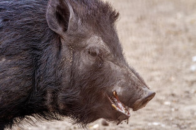 imagen mamífero mascota cerdo en un recinto negro