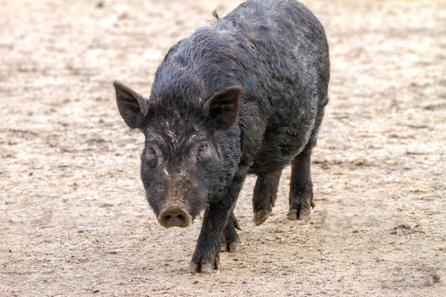 imagen mamífero mascota cerdo en un recinto negro