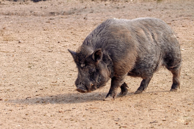 imagen mamífero mascota cerdo en un recinto negro