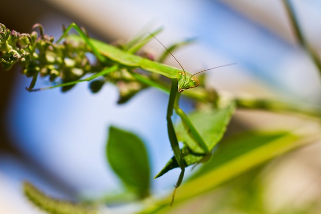 Imagen de mantis religiosa descansando sobre una rama verde