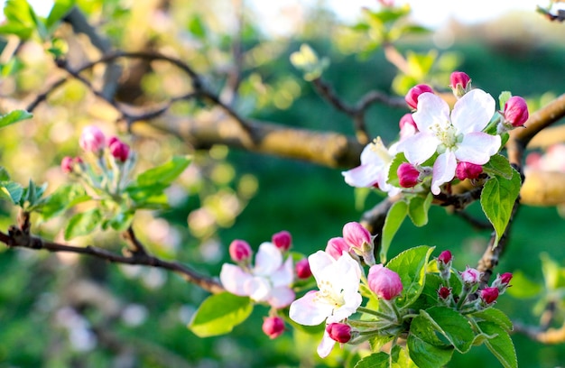 imagen de una manzana rosa florece en abril