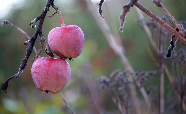 Imagen de manzanas maduras en un huerto listas para cosechar Toma matutina