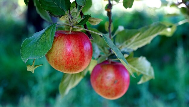 Imagen de manzanas maduras en un huerto listas para cosechar Toma matutina